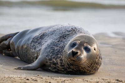 Zeehonden