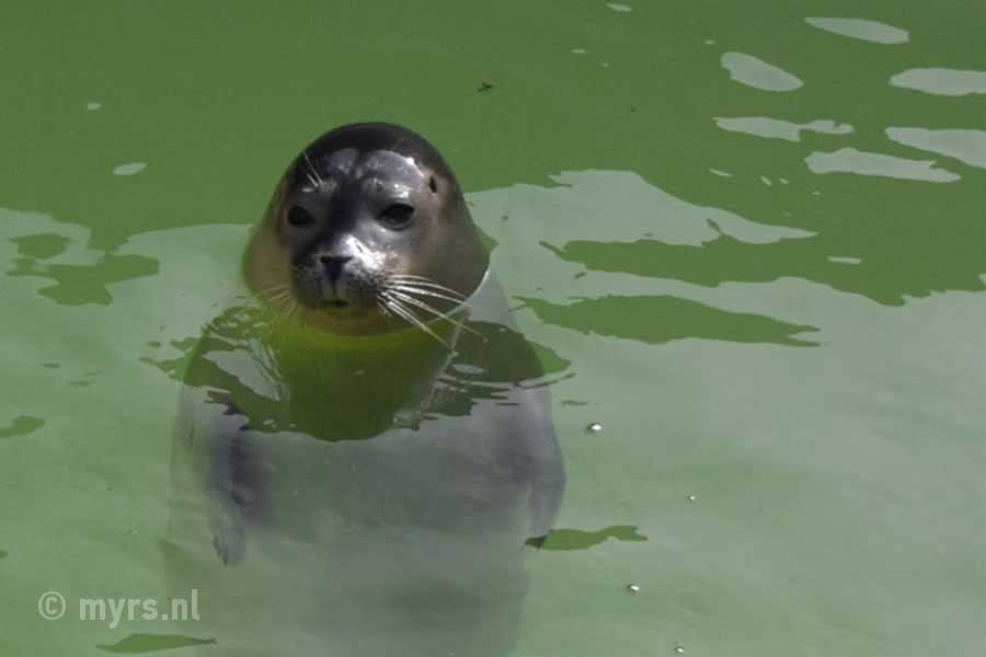 Zeehonden