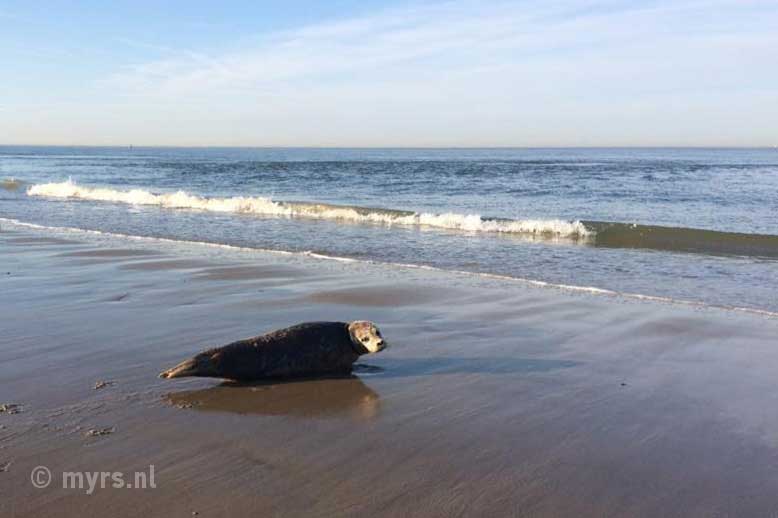 Zeehonden