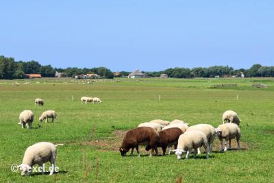 Schapen