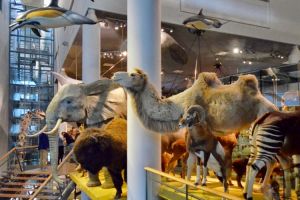 Naturalis