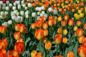 Tulip Museum - 1