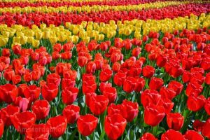 Tulpenmuseum