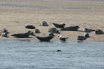 Seal Tour with De Riepel (May 2014) - #2