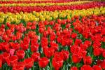 Tulip Museum (April 2014) - #2