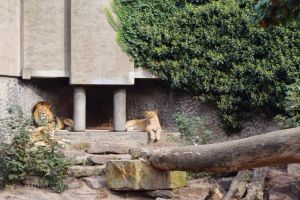 Dierentuin Artis - 1