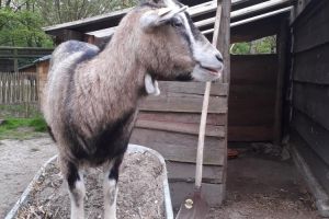 Kinderboerderij De Lenspolder