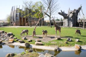 Dierentuin Diergaarde Blijdorp - 1