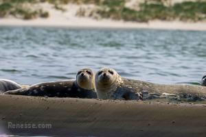 Zeehondensafari - 1