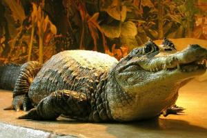 Zoo des reptiles Iguana - 1