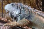 Reptilienzoo Iguana (December 2023) - #4