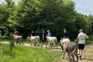 Donkey Walks - 1