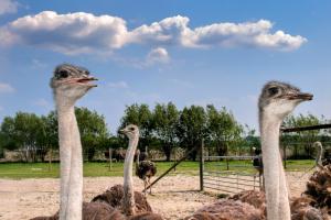 Ostrich Farm Monnikenwerve - 1