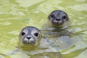 A Seal Zeehondenopvang - 1