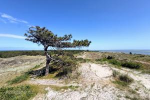 Eenzame boom op Vlieland
