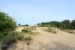 Warande Dunes (March 2026) - #1