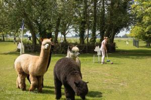 Alpaca & Falabella Ranch