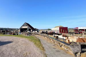 Manege Elzenhof (September 2026) - #1