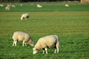Schapenboerderij Texel