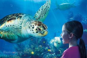 Sea Life Blankenberge - 1